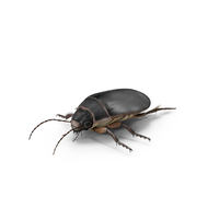 Squeak Beetle Black PNG & PSD Images