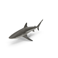 Realistic Grey Reef Shark PNG & PSD Images