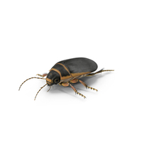Water Beetle Brown Realistic PNG & PSD Images