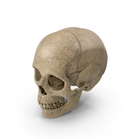 Aged Realistic Human Skull PNG & PSD Images