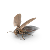 Hygrobia Beetle Beige Realistic Flying PNG & PSD Images