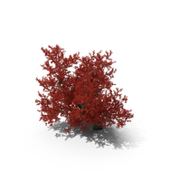Realistic Autumn Red Maple Tree PNG & PSD Images