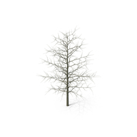Winter Bare Oak Tree PNG & PSD Images