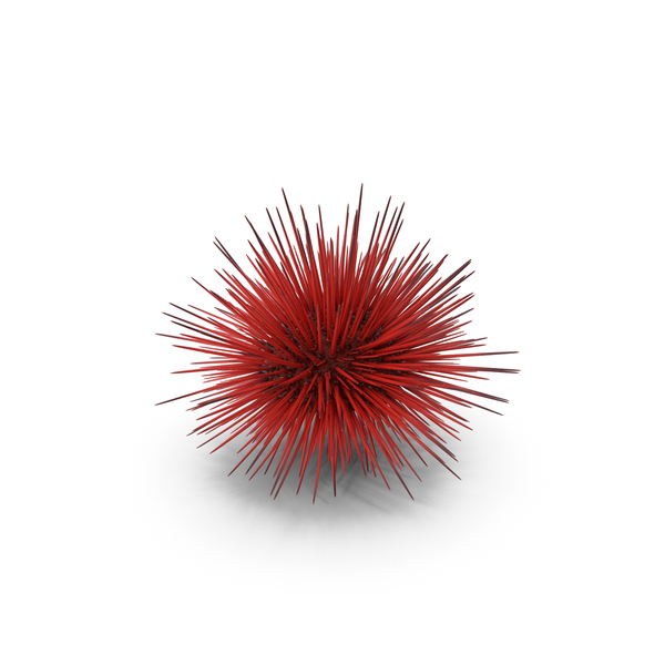 Red Sea Urchin PNG & PSD Images