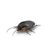 Squeak Beetle Black Realistic PNG & PSD Images