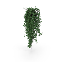 Ivy In Pot PNG & PSD Images