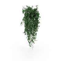Ivy In Pot PNG & PSD Images