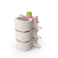 Spinal Anatomy PNG & PSD Images