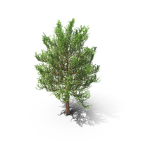 Spring Tree PNG & PSD Images