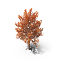 Tree Autumn PNG & PSD Images