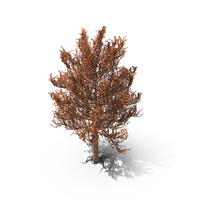 Tree Dried Leaves PNG & PSD Images