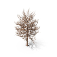 Leafless Tree PNG & PSD Images