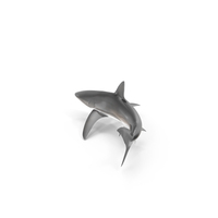 Carcharhinus Obscurus Shark PNG & PSD Images