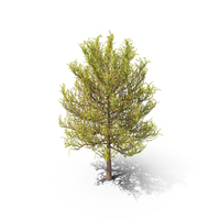 Summer Tree PNG & PSD Images