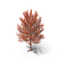 Autumn Tree PNG & PSD Images