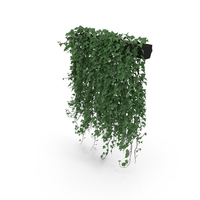 Ivy In Pot PNG & PSD Images
