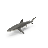 Realistic Smalltail Shark PNG & PSD Images