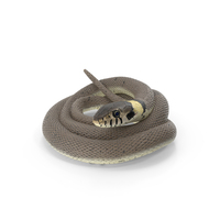 Ringed Snake Coiled PNG & PSD Images