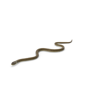 Water Snake Crawling PNG & PSD Images