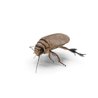 Aquatic Beetle Beige Realistic Floating PNG & PSD Images