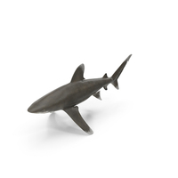 Carcharhinus Longimanus Shark PNG & PSD Images