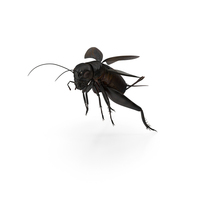 Field Cricket Jumping PNG & PSD Images