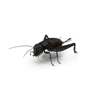 Field Cricket PNG & PSD Images