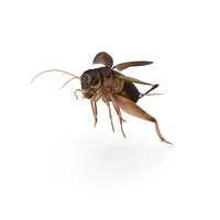 Gryllinae Jumping PNG & PSD Images