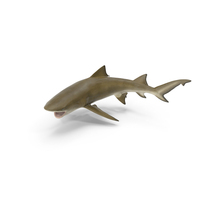 Negaprion Brevirostris Shark PNG & PSD Images