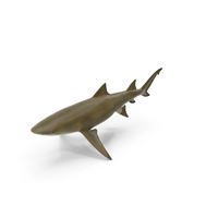 Sharptooth Lemon Shark PNG & PSD Images