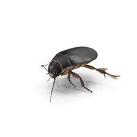 Water Insect Beetle Black Floating PNG & PSD Images