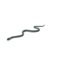 Water Snake Green Crawling PNG & PSD Images