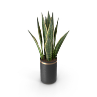 Sansieviera Plant Vase PNG & PSD Images