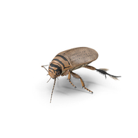 Aquatic Beetle Beige Floating PNG & PSD Images