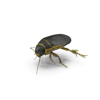 Aquatic Beetle Brown Floating PNG & PSD Images
