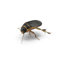 Aquatic Beetle Brown Realistic Floating PNG & PSD Images