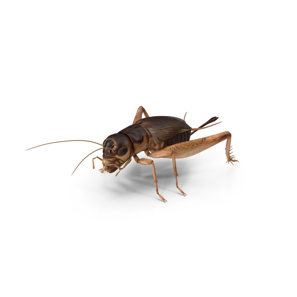 Gryllinae PNG & PSD Images