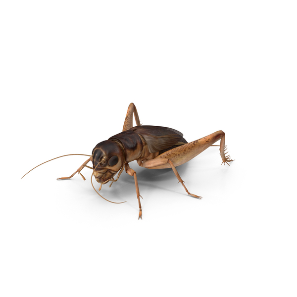 Gryllinae Standart Pose PNG & PSD Images