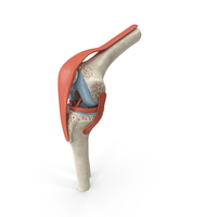 Knee Joint Model Bent State PNG & PSD Images