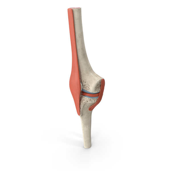 Knee Joint Model Unbent State PNG & PSD Images