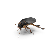 Water Insect Beetle Black Realistic Floating PNG & PSD Images