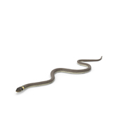 Water Snake Brown Crawling PNG & PSD Images