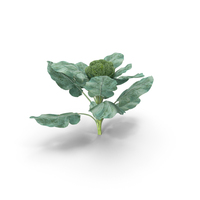 Broccoli Plant PNG & PSD Images