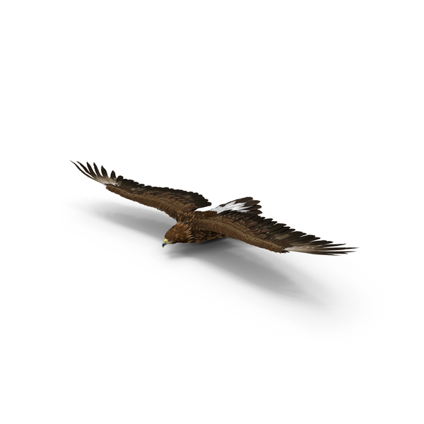 Realistic Golden Eagle Flying PNG & PSD Images