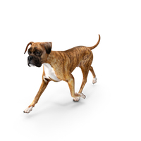 Running Dog Boxer Tiger Colored PNG & PSD Images