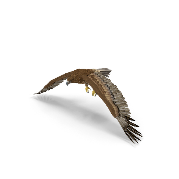 Aquila Gurneyi Eagle Flying PNG & PSD Images