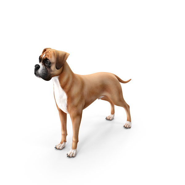 Boxer Dog PNG & PSD Images