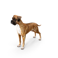 Boxer Dog Tiger Colored PNG & PSD Images