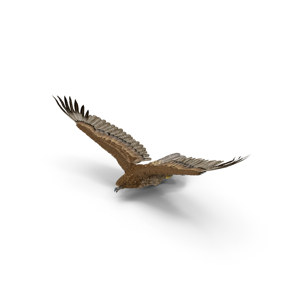 Flying Gurney Eagle PNG & PSD Images