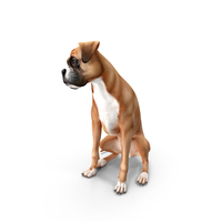 Sitting Dog Boxer PNG & PSD Images